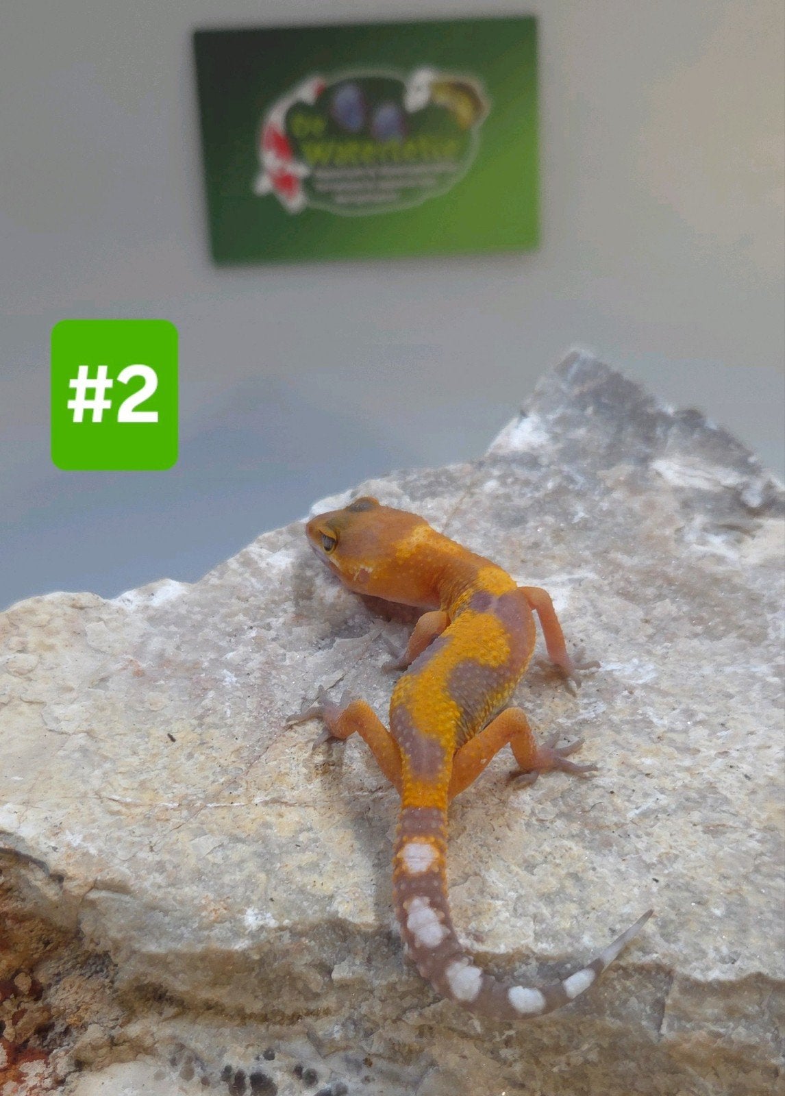 Luipaardgekko, Dieren en Toebehoren, Hagedis, 0 tot 2 jaar