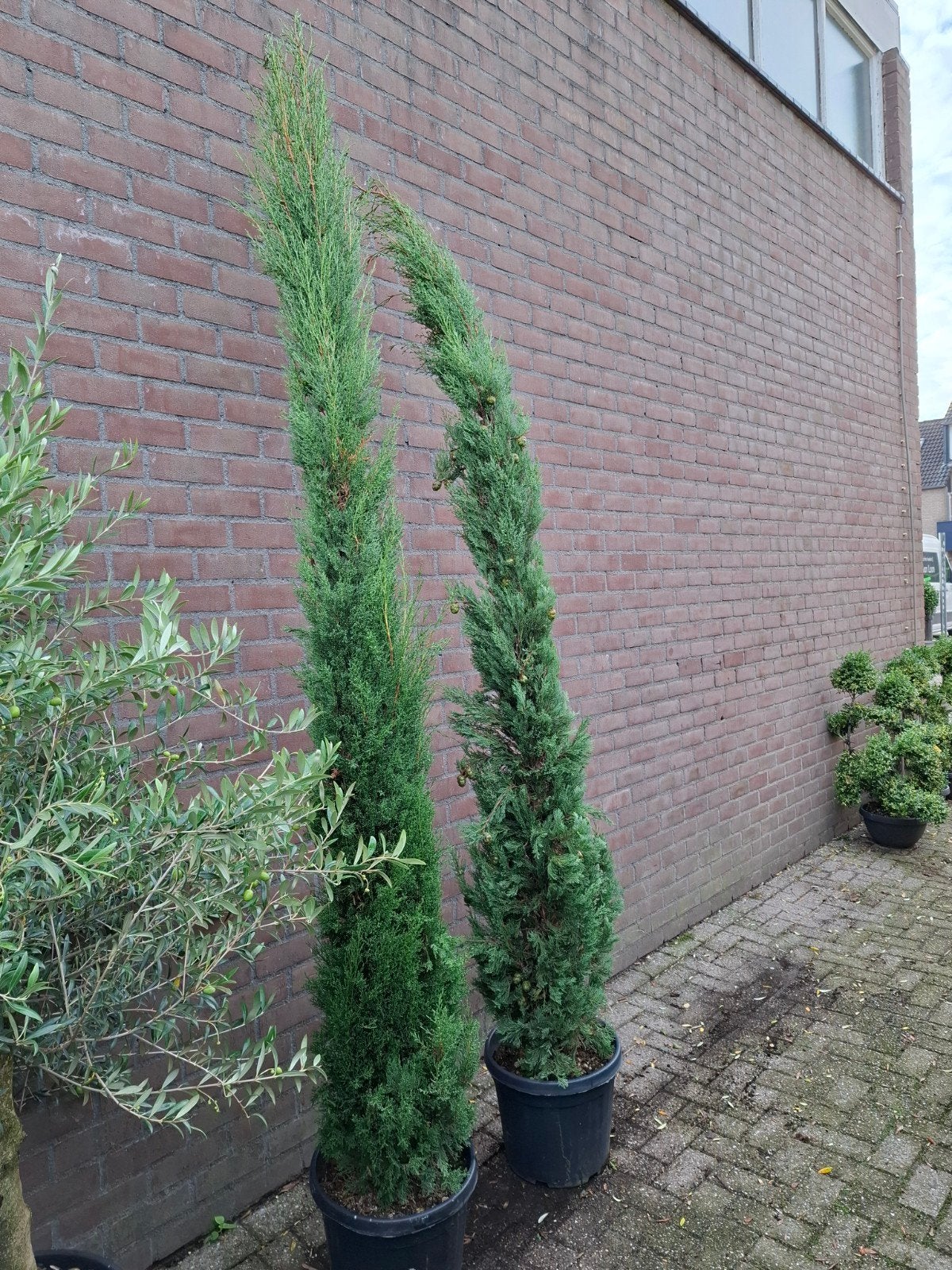 actie actie actie !!! cupressus grote maat !!!, Ophalen of Verzenden