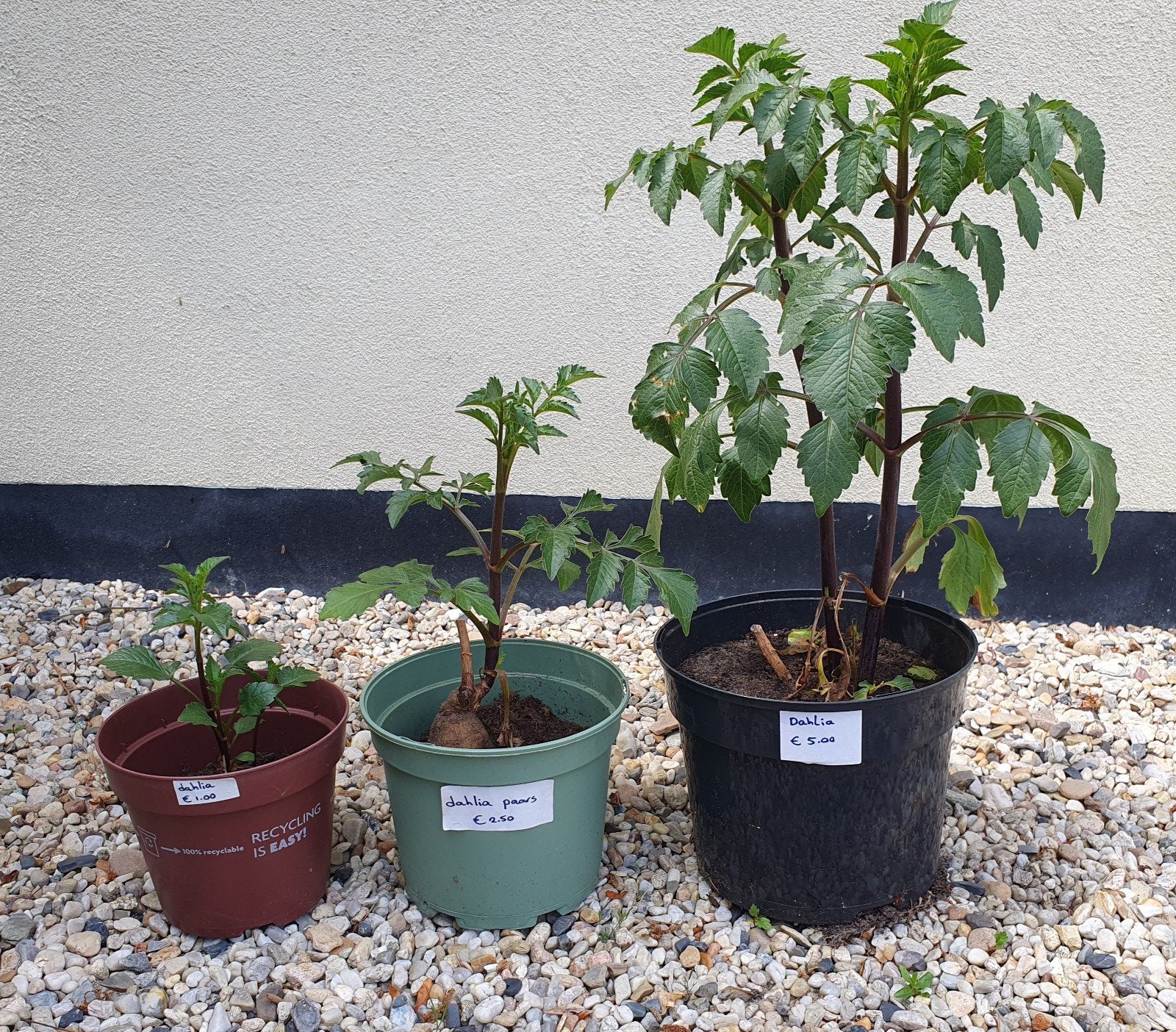 Dahlia in pot verschillende maten Thomas.A.edison, Tuin en Terras, Bloembollen en Zaden, Ophalen, Volle zon, Knol