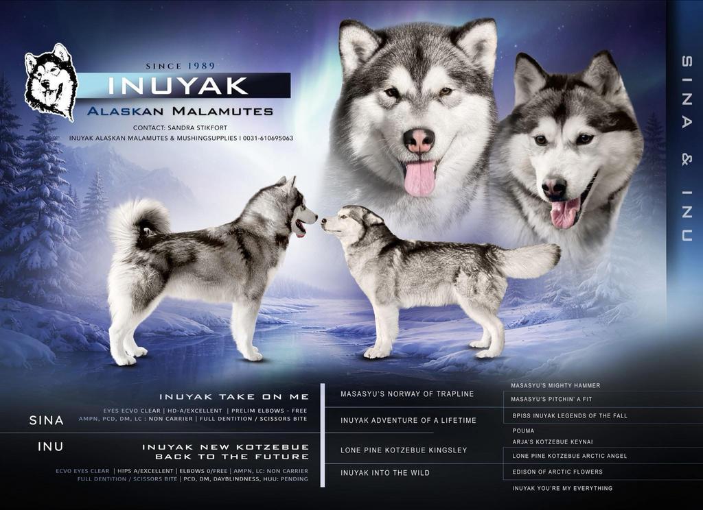 Inuyak Alaskan Malamute’s heeft enkele pups beschikbaar, Dieren en Toebehoren, Honden | Poolhonden, Keeshonden en Oertypen, Parvo