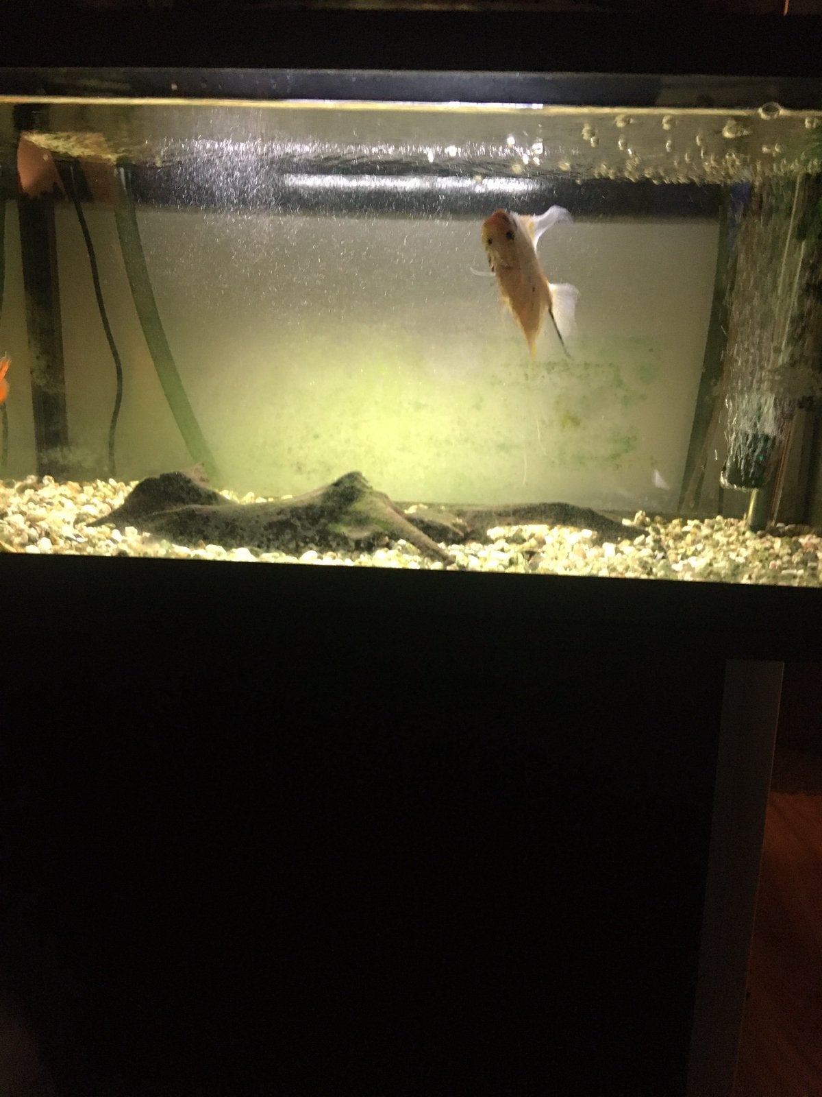 Aquarium met onder kast en filter en verwarming en  2 vissen, Dieren en Toebehoren, Ophalen, Gebruikt