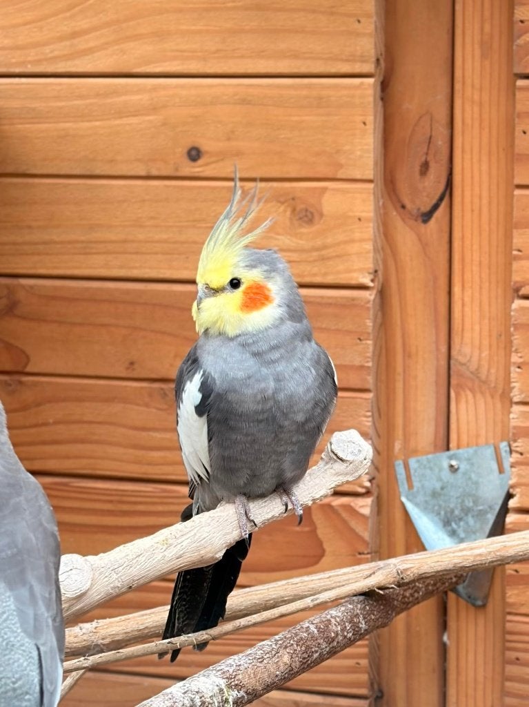 Valkparkiet (wildkleur), Dieren en Toebehoren, Vogels | Parkieten en Papegaaien, Mannelijk, Parkiet, Geringd