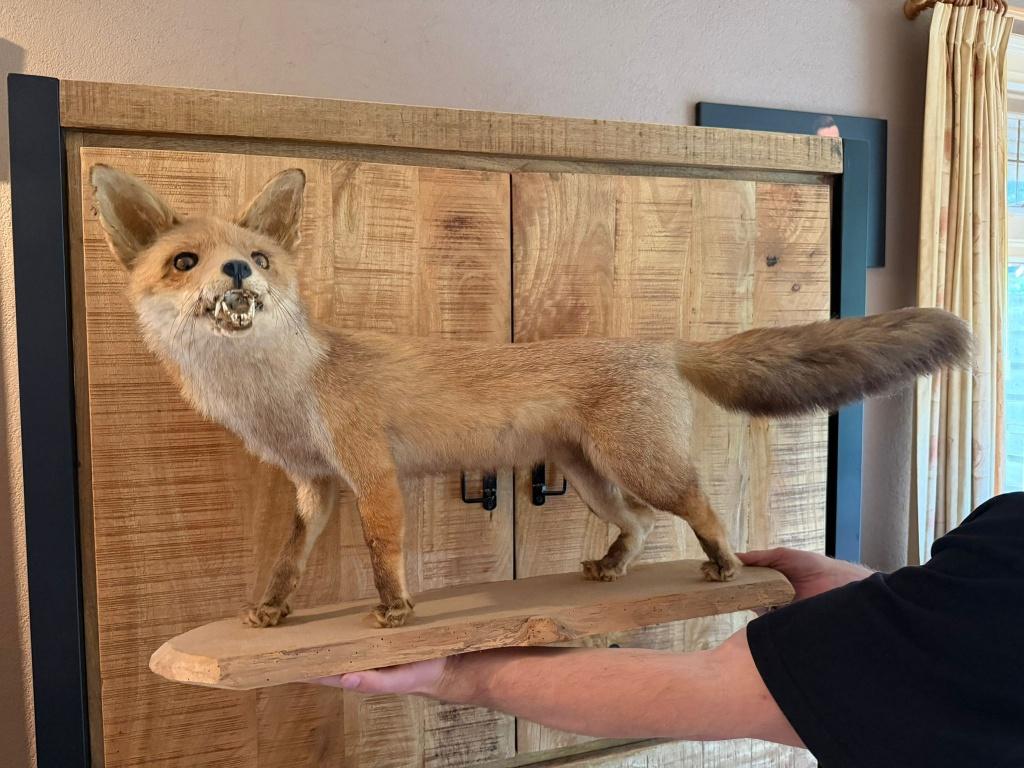 Opgezette vos, Verzamelen, Dierenverzamelingen, Ophalen, Zo goed als nieuw, Wild dier, Opgezet dier