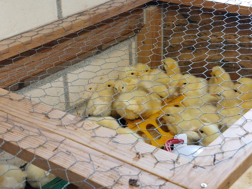 En weer zijn er kwalitatieve Poule de Bresse-kuikens, Geslacht onbekend, Kip