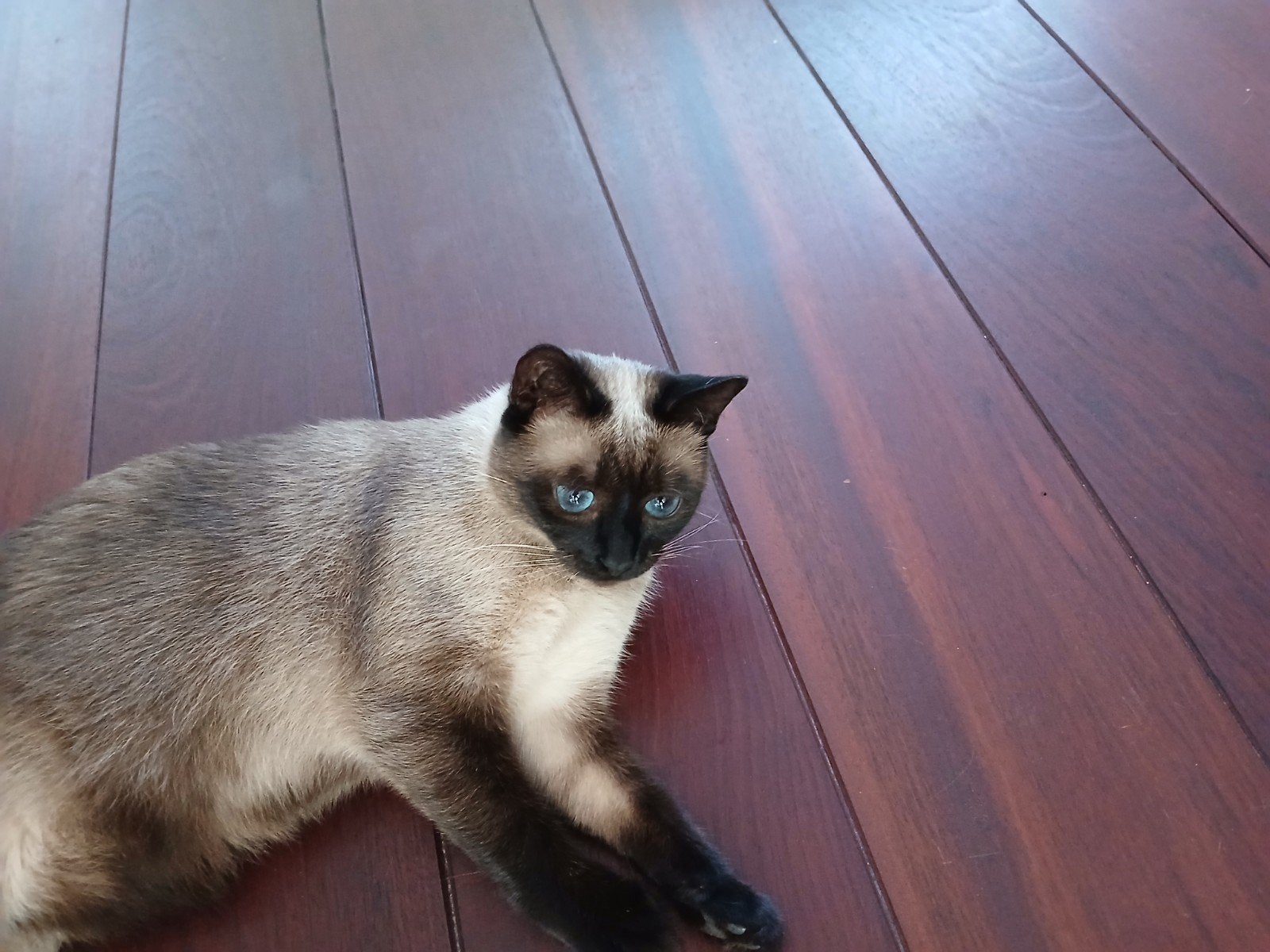 Superlieve siamees, Dieren en Toebehoren, Katten en Kittens | Raskatten | Korthaar, Poes, Gechipt