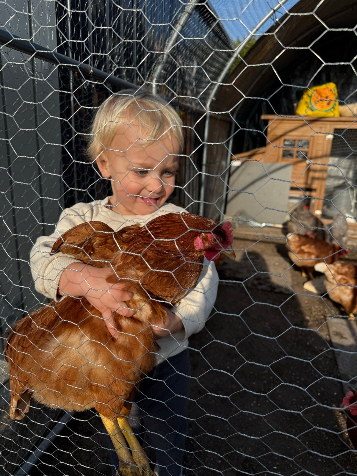 Isa brown raszuivere jonge kippen te koop, Dieren en Toebehoren, Pluimvee, Meerdere dieren, Kip
