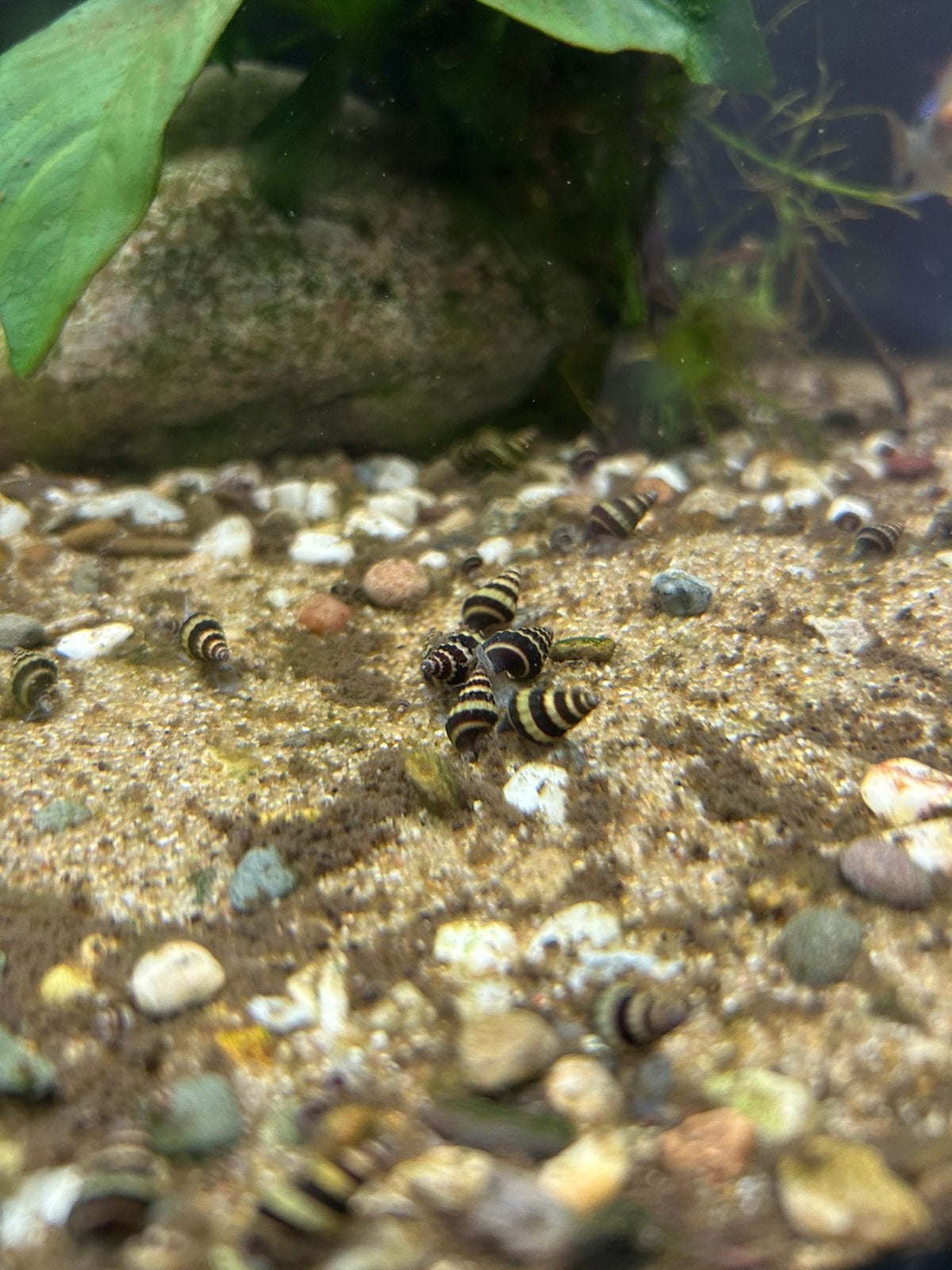 Anatome Helena, slak etende slak., Dieren en Toebehoren, Slak of Weekdier, Zoetwatervis