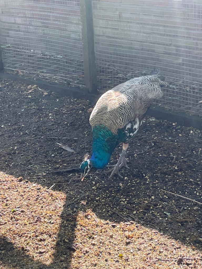 Jonge blauwe pauw hanen, Dieren en Toebehoren, Pluimvee, Mannelijk, Overige soorten
