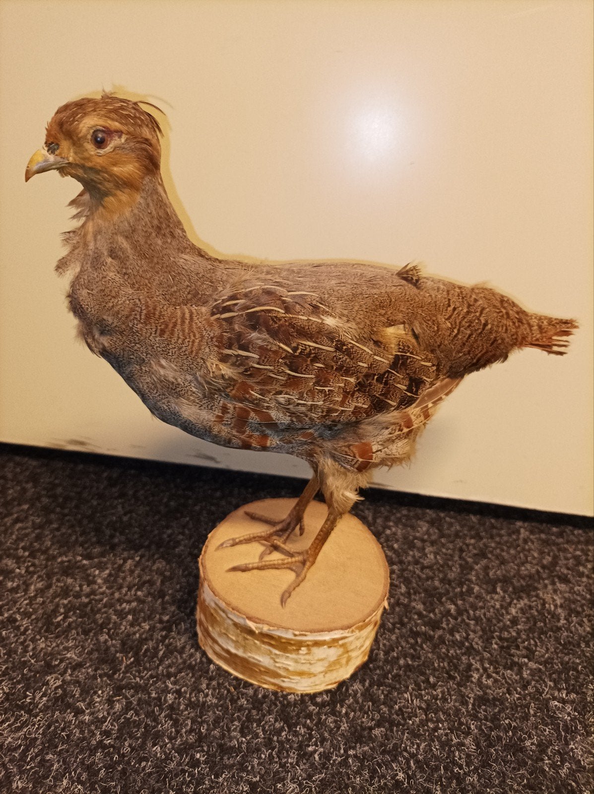 taxidermie opgezette Patrijs Veldhoen dieren dier Halloween, Ophalen of Verzenden, Zo goed als nieuw, Vogel, Opgezet dier