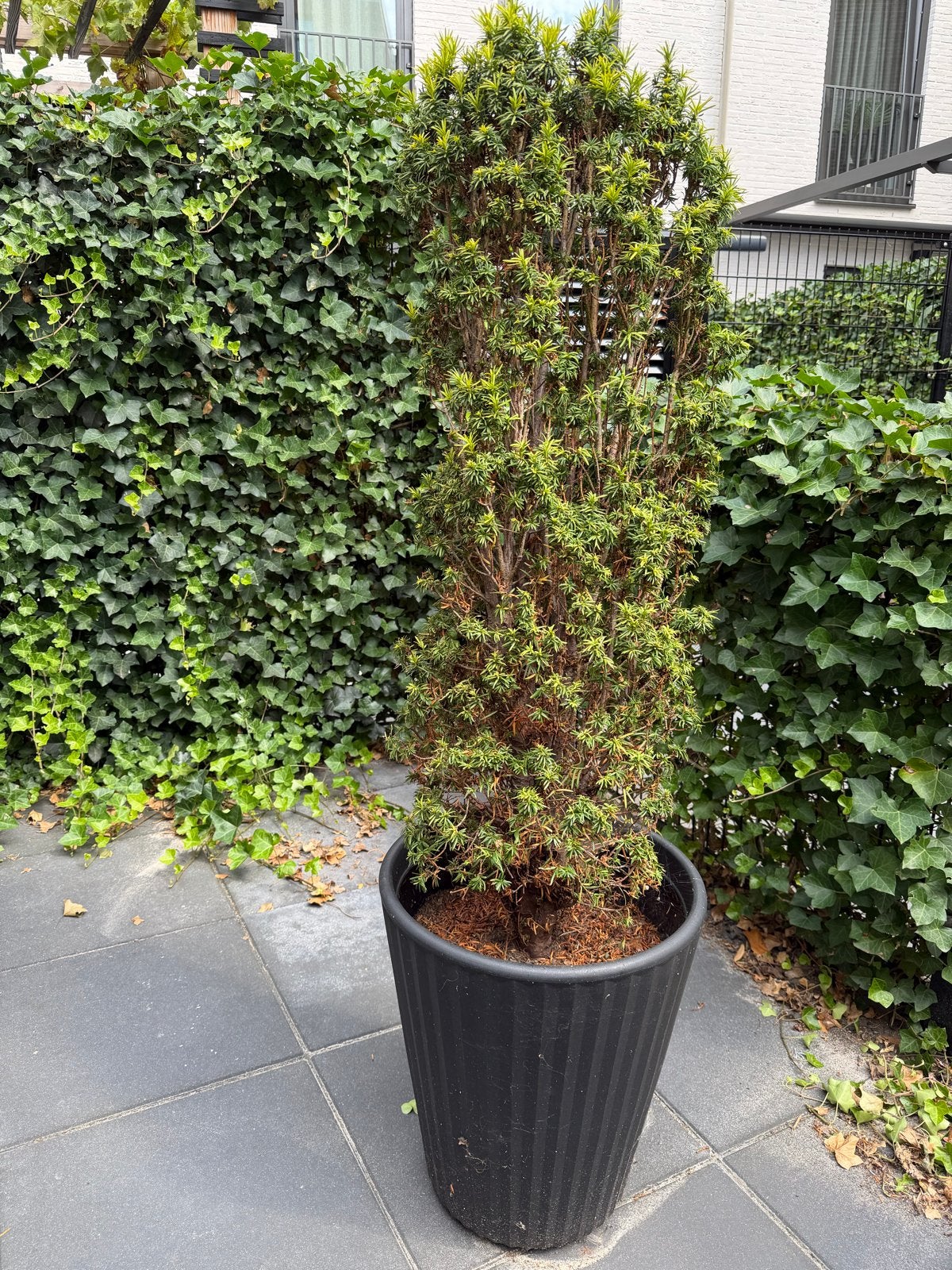 Taxus in pot - winterharde conifeer, Vaste plant, Bloeit niet, Halfschaduw, Ophalen