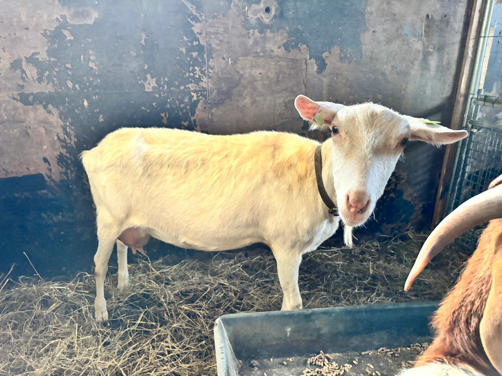 Witte geit, Dieren en Toebehoren, Vrouwelijk, Geit, 3 tot 5 jaar