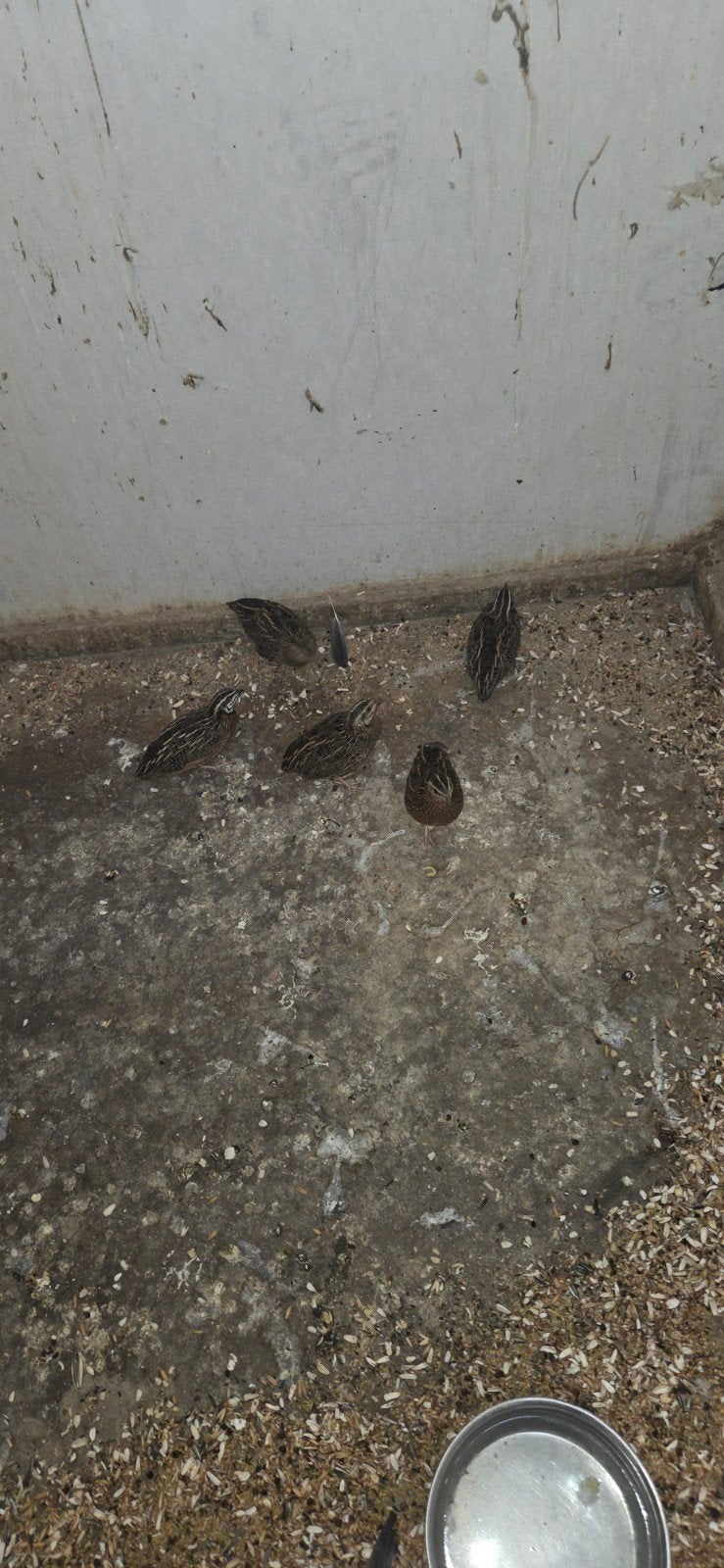 chineese kwartels, Meerdere dieren