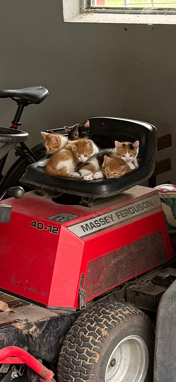 Mooie kittens TE KOOP, Dieren en Toebehoren, Meerdere dieren, Kortharig, 0 tot 2 jaar