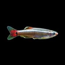 Chinese Danio, Vis, Zoetwatervis, Schoolvis