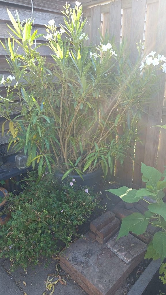 Witte Oleander te koop in pot, Volle zon, Vaste plant, Zomer, Ophalen