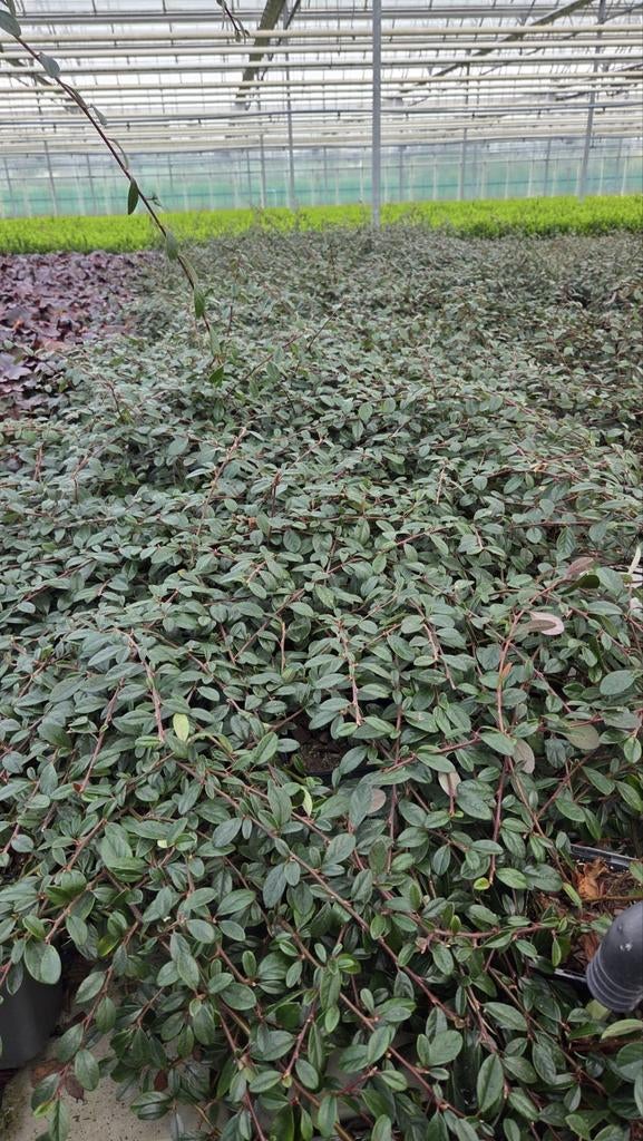 Cotoneaster Miranda - Dammeri - Dwergmispel - winterhard, Tuin en Terras, Planten | Tuinplanten, Ophalen of Verzenden, Overige soorten