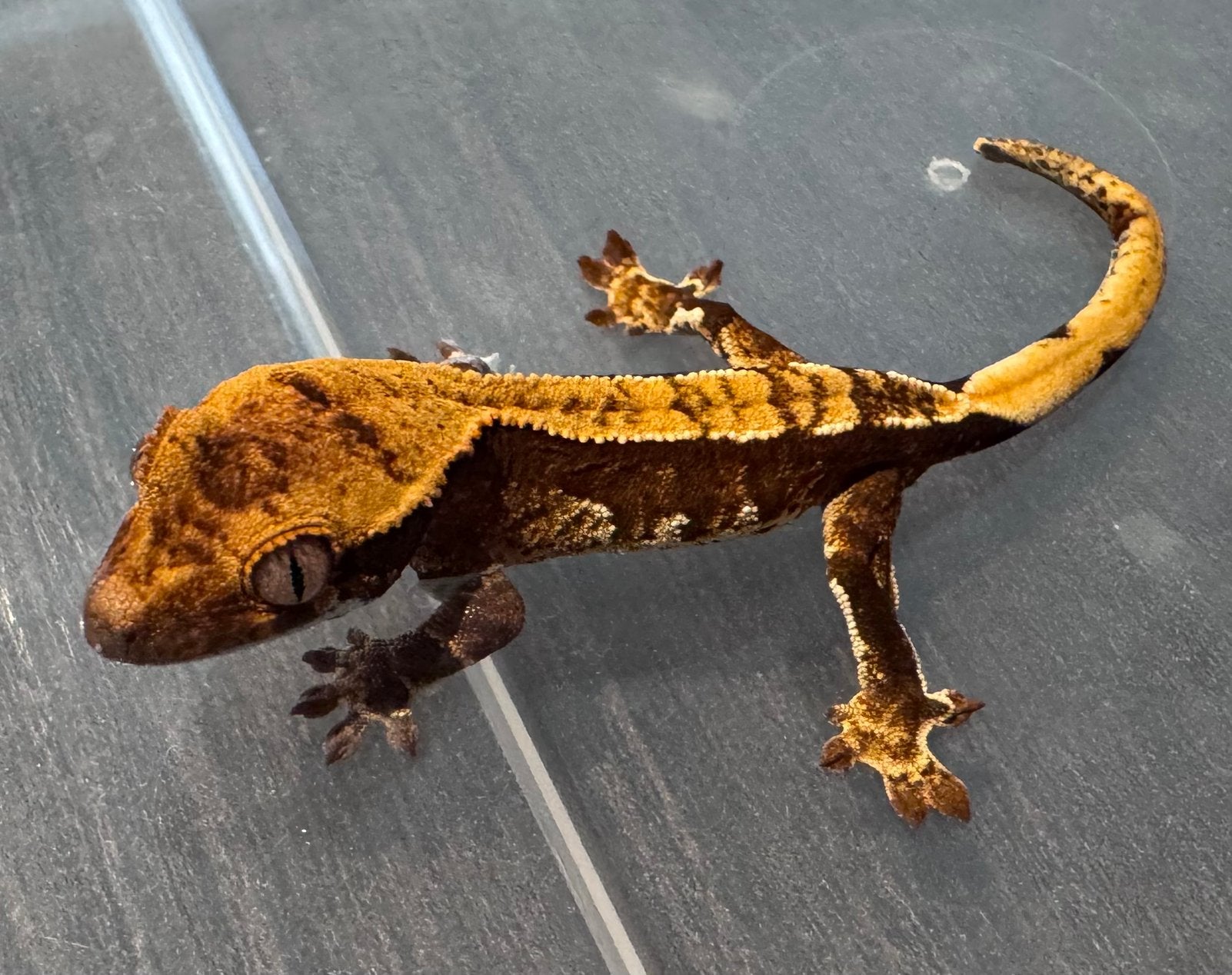 100% het Axanthic Dark Based Harlequin wimpergekko, Hagedis, Tam, 0 tot 2 jaar