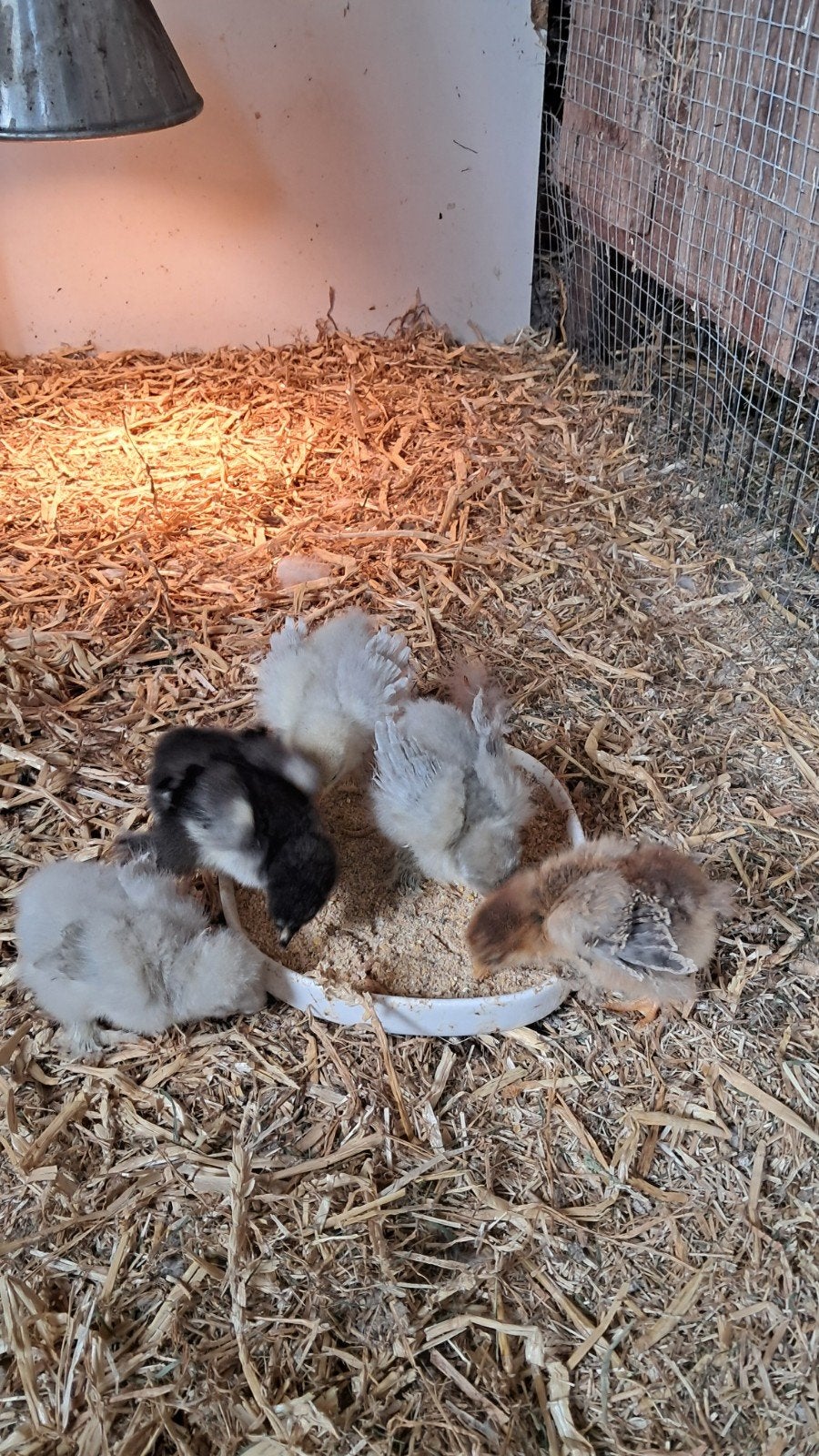 5 Brahma groot krul kuikens, Geslacht onbekend, Kip