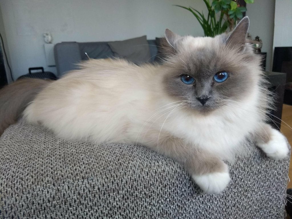 3 raskatten moeten helaas spoedig weg (goed baasje gezocht!), Dieren en Toebehoren, Katten en Kittens | Raskatten | Langhaar, Meerdere dieren