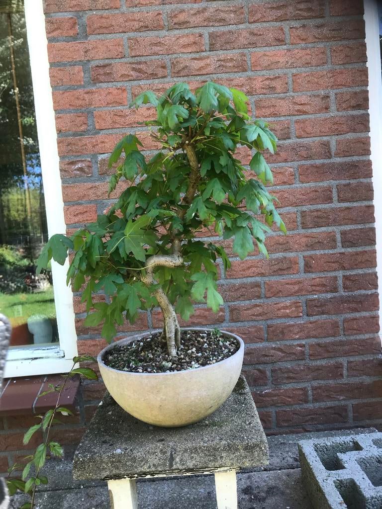 Bonsai acer campester-, Vaste plant, Bloeit niet, Halfschaduw, Ophalen