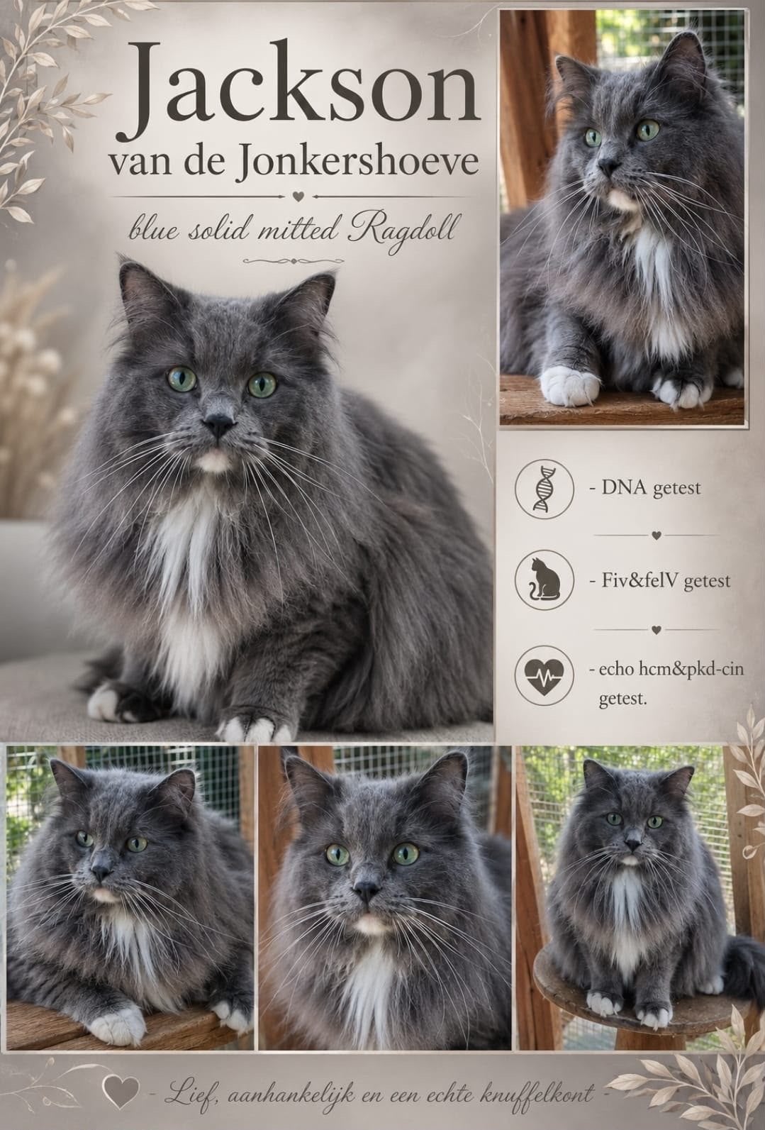 Prachtige Ragdoll Dekkater ter dekking!, Meerdere dieren