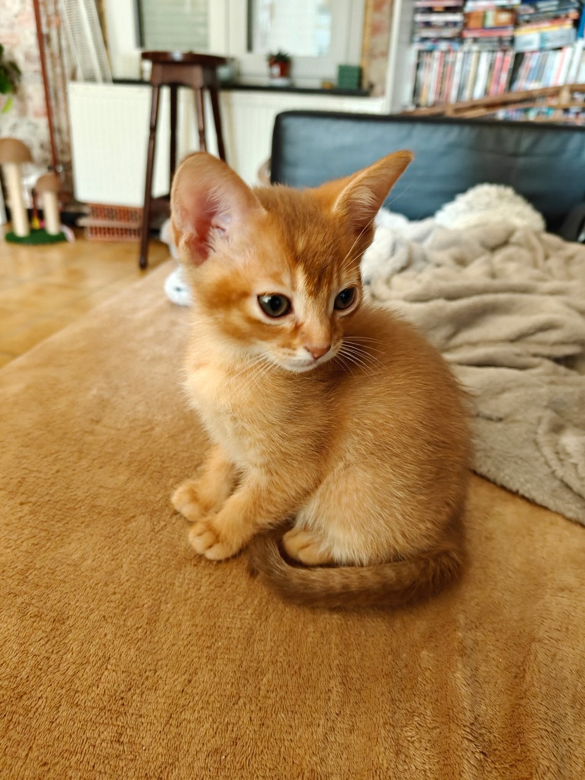 Prachtige Abessijn x Devon Rex kitten, Poes, Gechipt, 0 tot 2 jaar