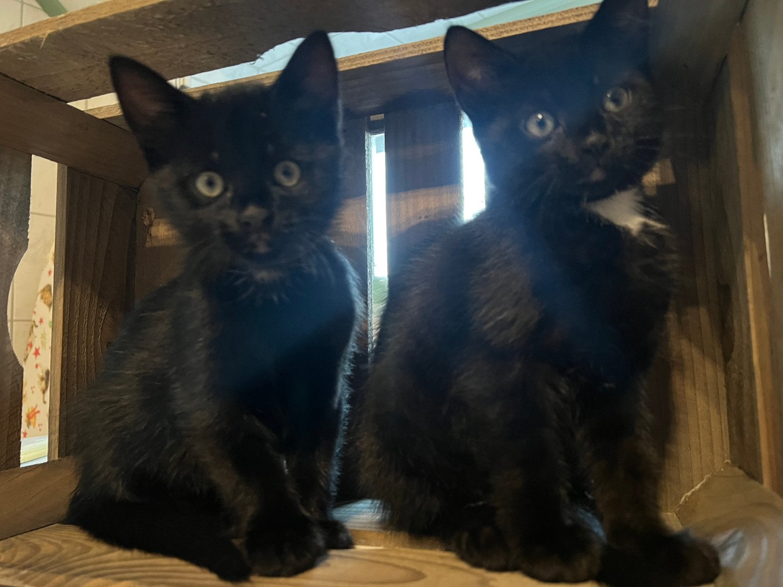 Nog 2 prachtige kittens over, Meerdere dieren