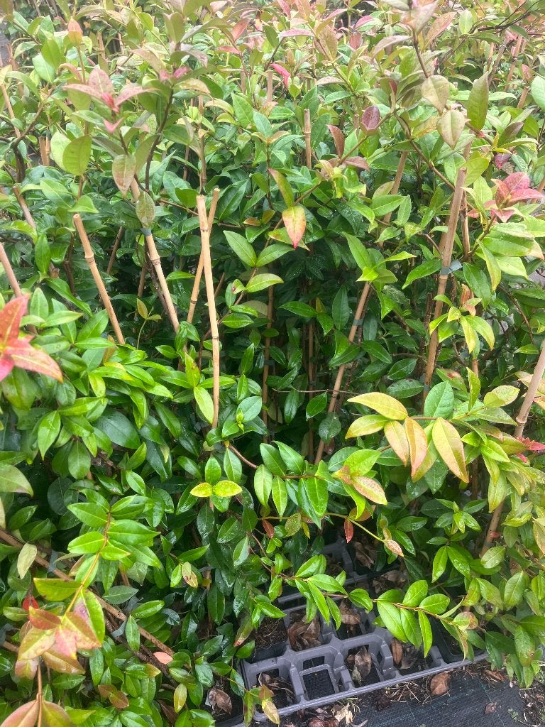 Foto 2 van Toscaanse Jasmijn (Trachelospermum Jasminoides)