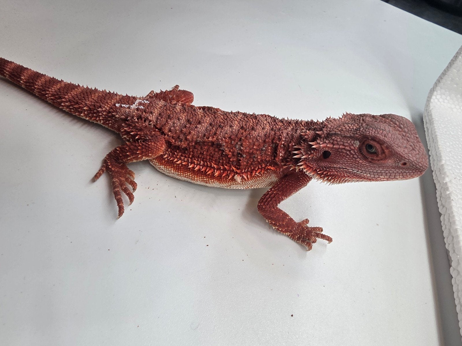 red monster, hypo, man, Hagedis, 0 tot 2 jaar