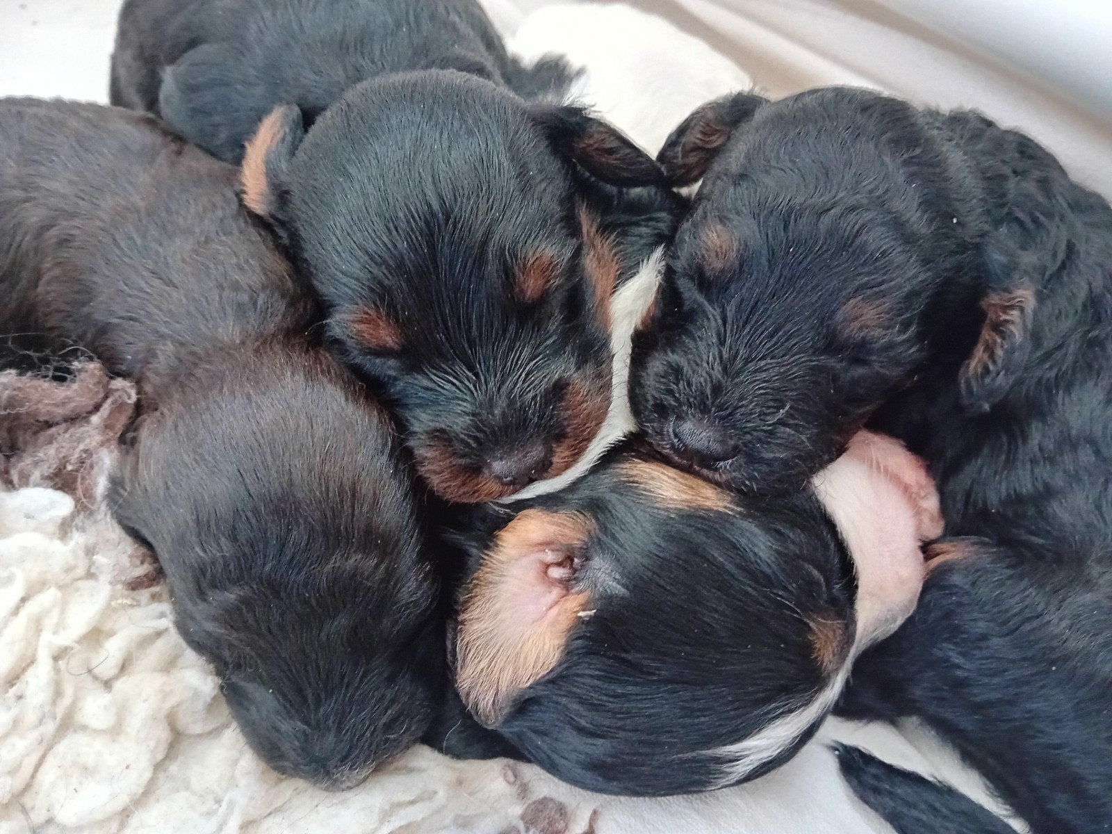 Dwergpoedel x Boompoo puppies, Poedel, 8 tot 15 weken, Meerdere, Meerdere dieren