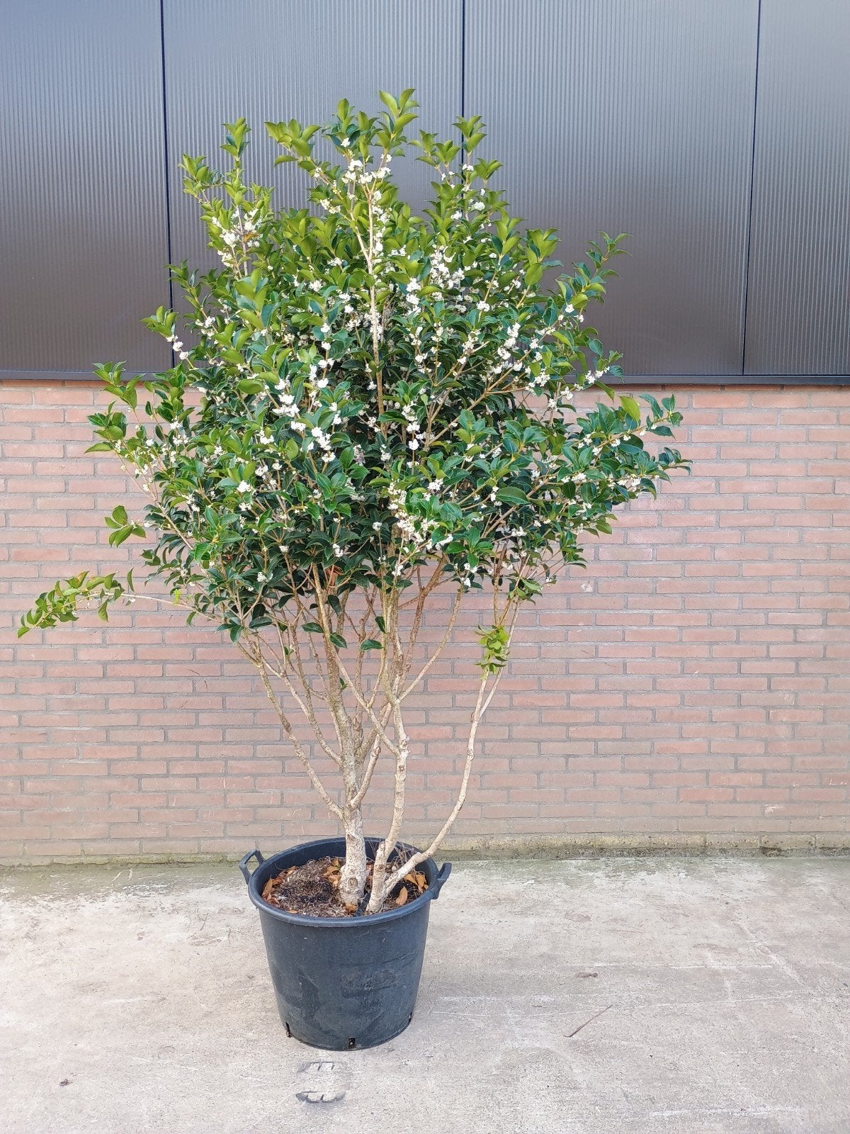 Schijnhulst (ilicifolia)heterophylus, Tuin en Terras, Volle zon, Vaste plant, Winter, Ophalen