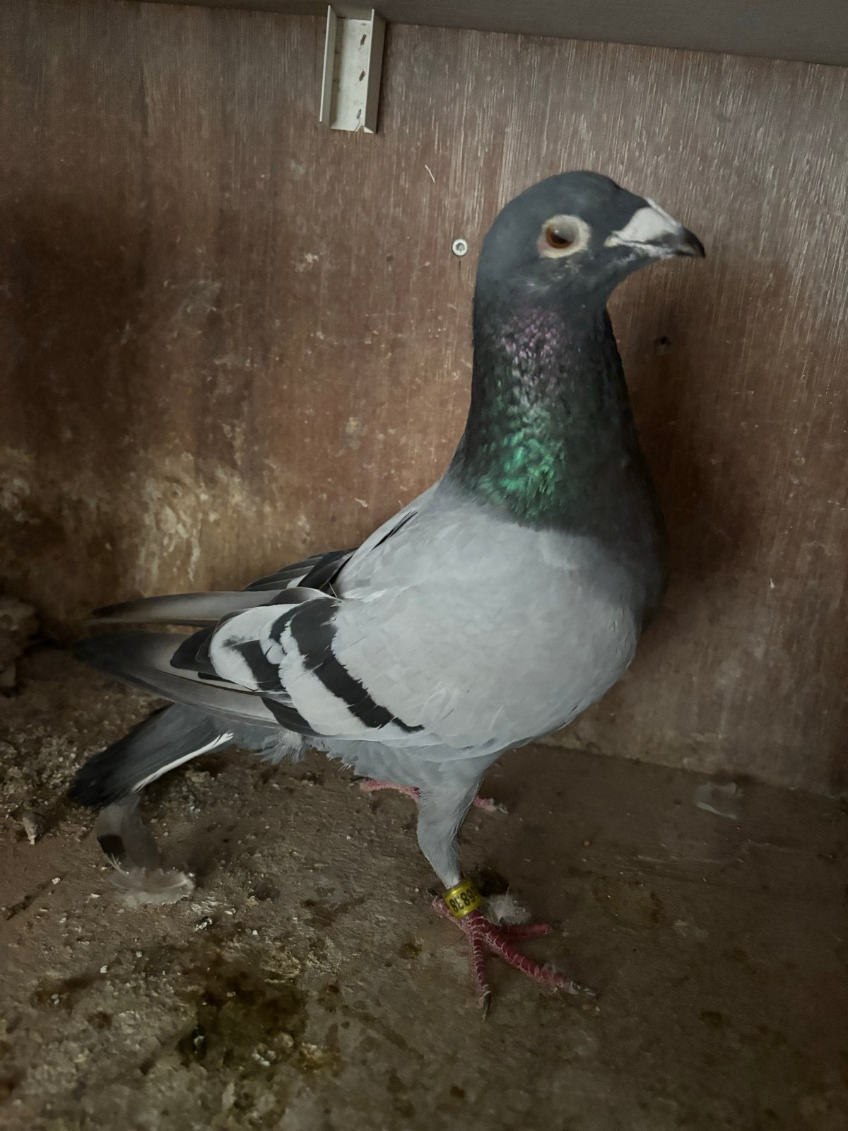 Te koop kweekdoffer