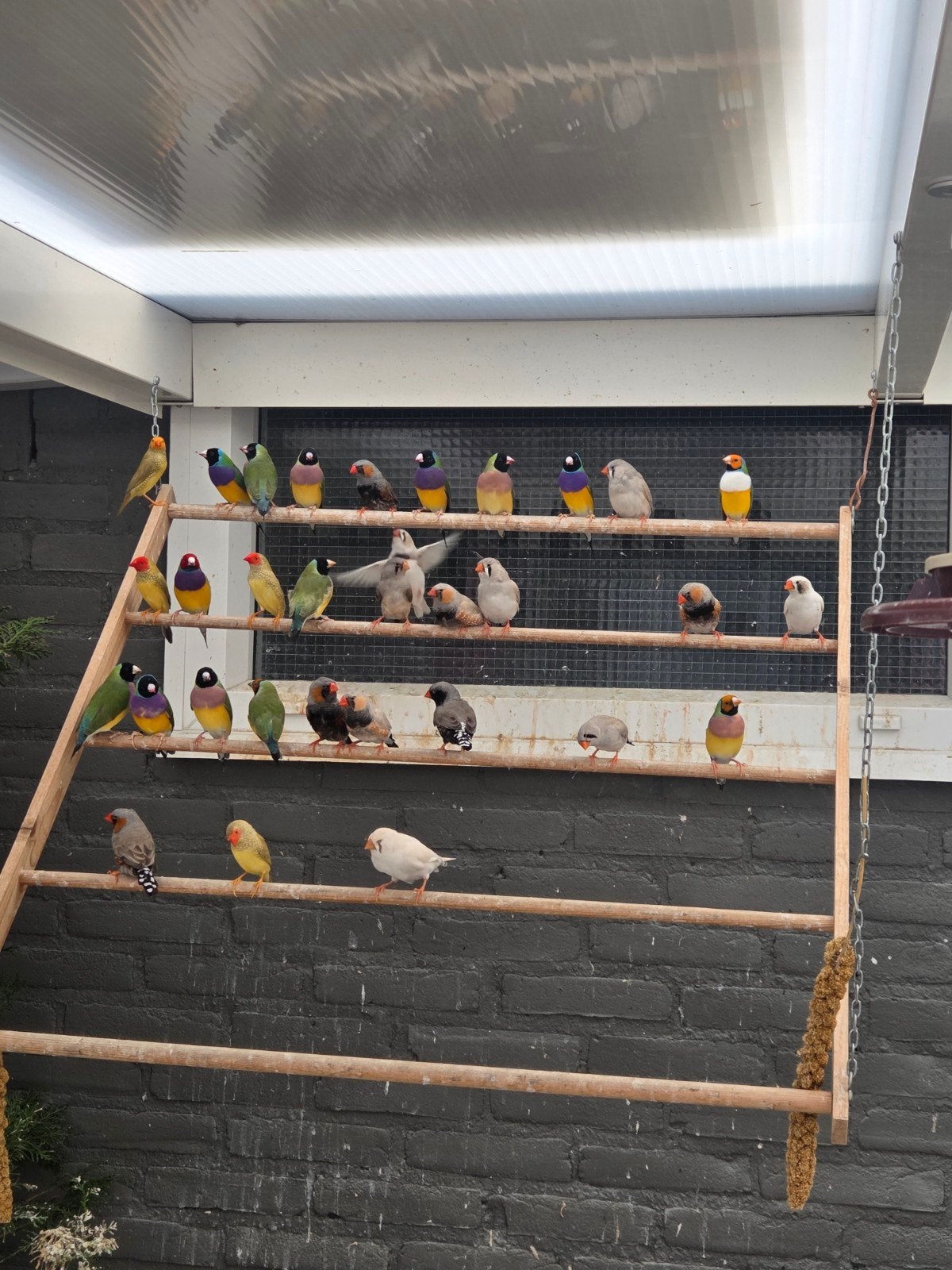 Diversen zebravinken,  gouldamadine en binsenastrilde, Meerdere dieren, Tropenvogel