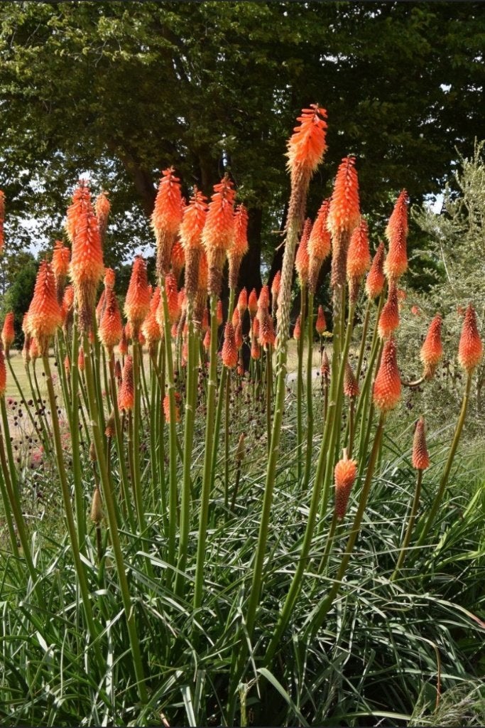 Kniphofia 'Alcazar' (Vuurpijl / Toortsplant) in P9, Volle zon, Vaste plant, Zomer, Ophalen