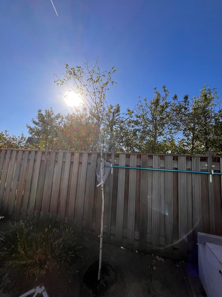 Nieuwe Berk (Betula) Himalaya witte stam 10-12 stamomtrek, Tuin en Terras, Planten | Bomen, Volle zon, Lente, 250 tot 400 cm, Overige soorten