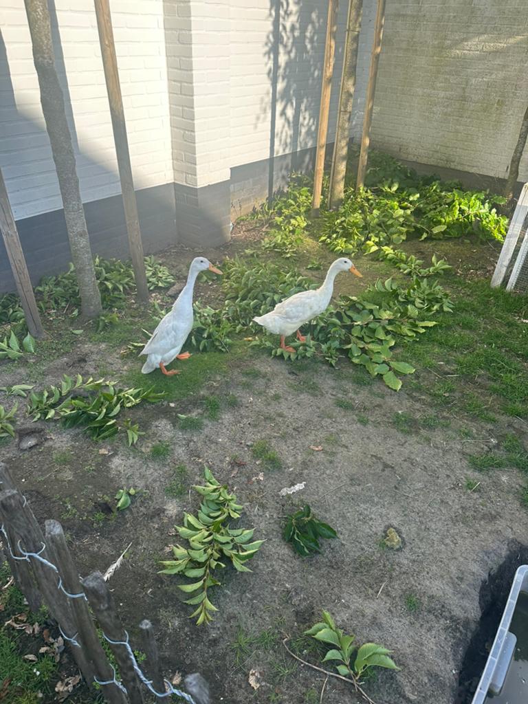 Loopeenden gratis, Meerdere dieren, Eend