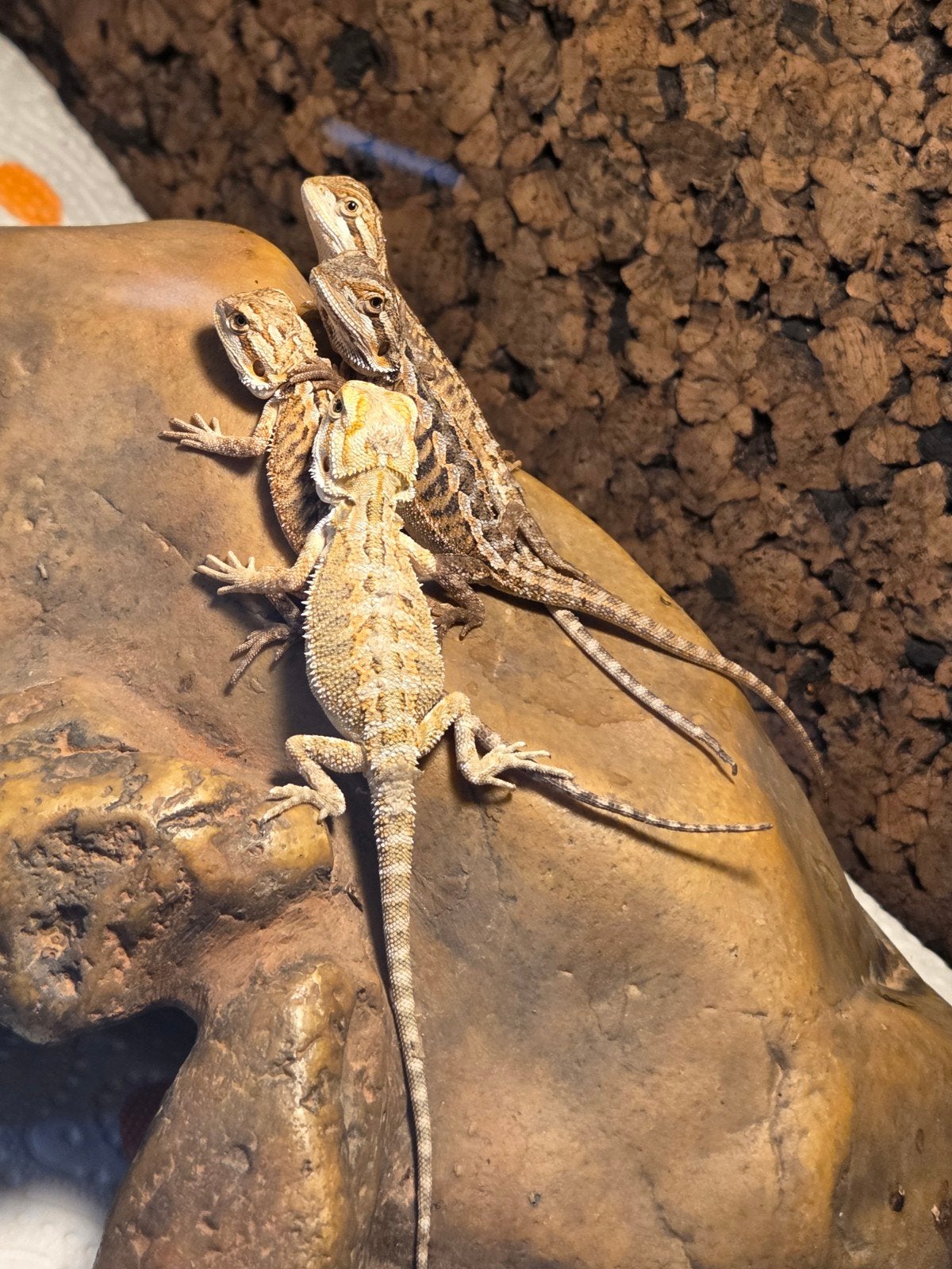 7 baardagaam jongen te koop, Overige soorten, 0 tot 2 jaar