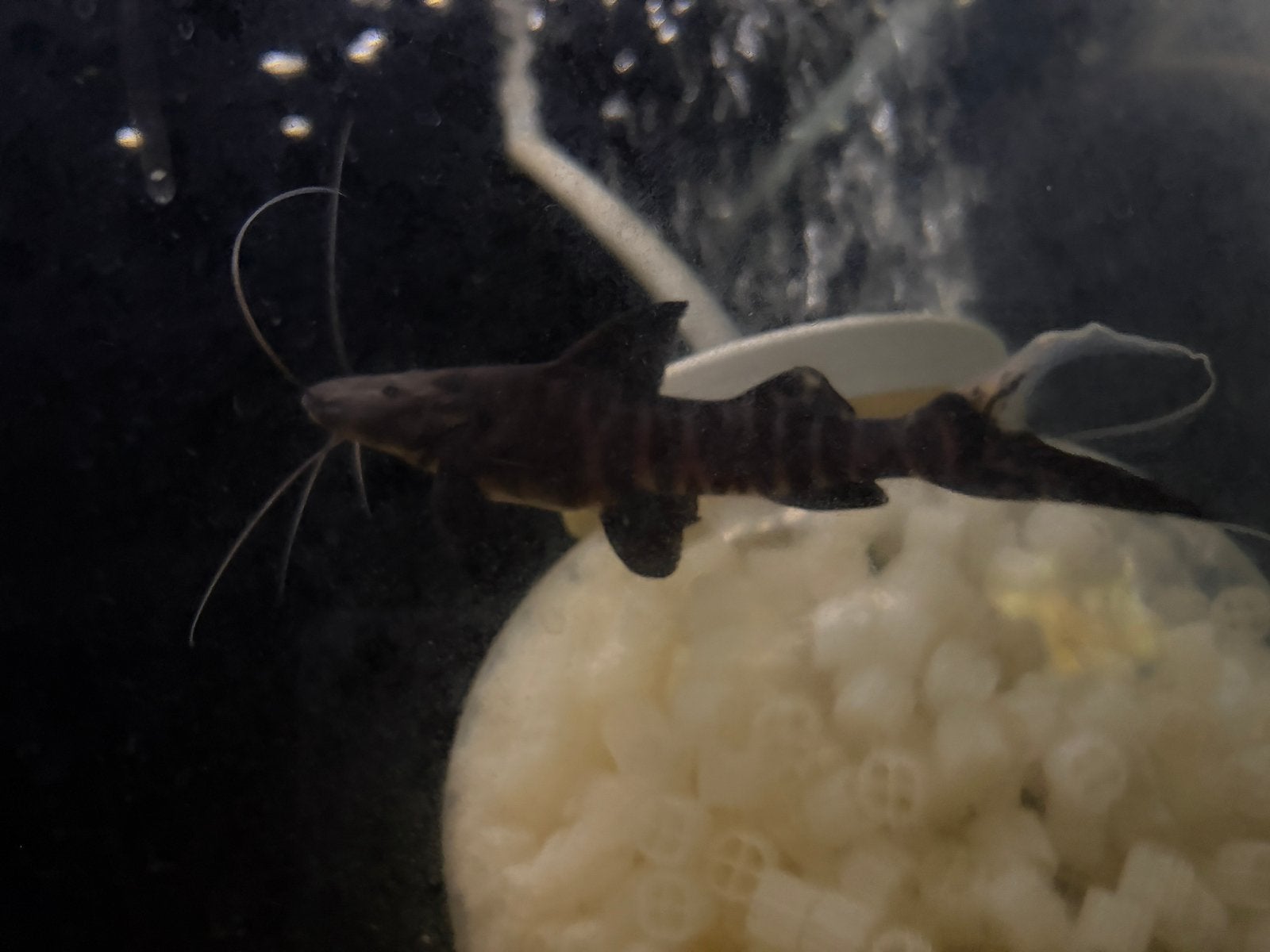 Brachyplatystoma, jureunse 20cm, Dieren en Toebehoren, Vissen | Aquariumvissen, Vis