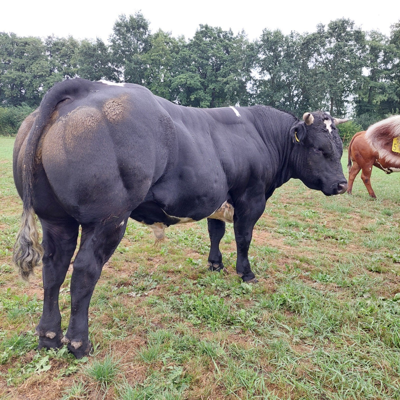super mooie en makke zwartbonte dekstier, Mannelijk, 0 tot 2 jaar