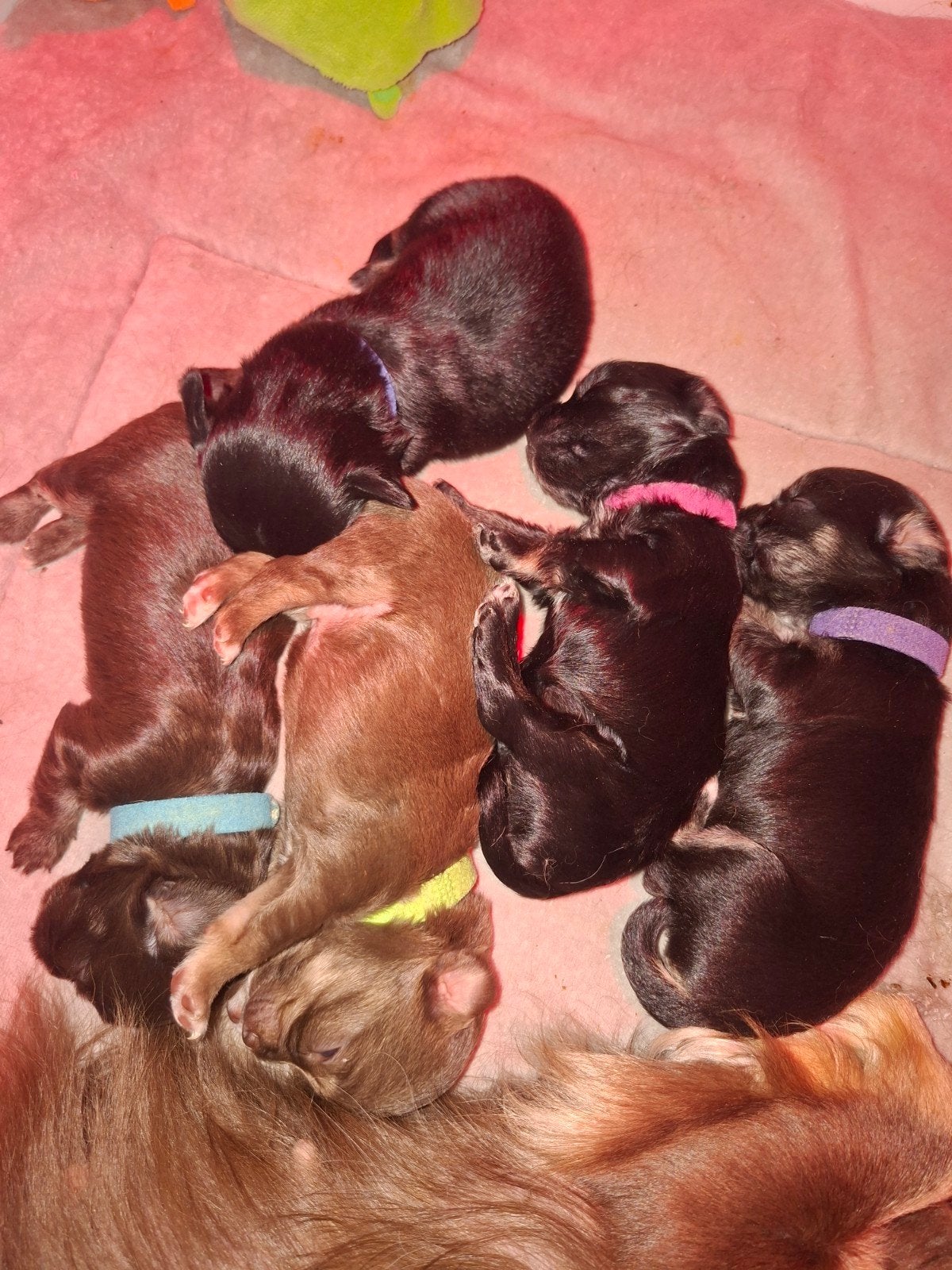 Te koop lieve Chihuahua puppys langhaar, Parvo, 8 tot 15 weken, Meerdere, Meerdere dieren