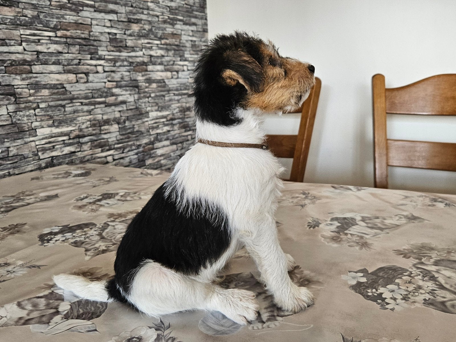 Draadharige fox terrier pupies, Dieren en Toebehoren, Overige rassen, 8 tot 15 weken, Meerdere, Meerdere dieren