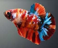 Betta splendens - Koi Plakat male - Koidream Valburg, Dieren en Toebehoren, Vissen | Aquariumvissen, Vis, Zoetwatervis