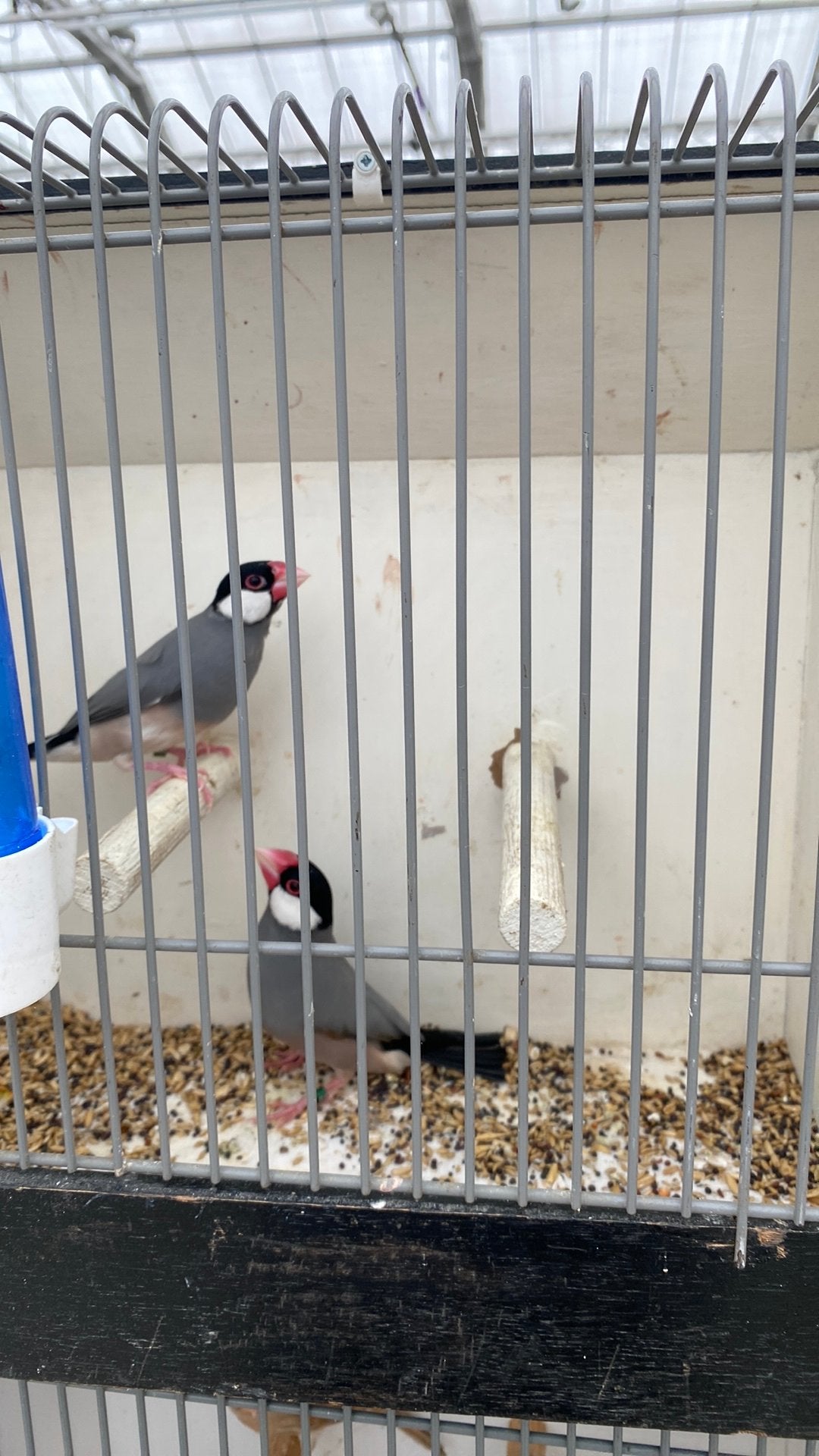 Rijstvogels, Dieren en Toebehoren, Meerdere dieren