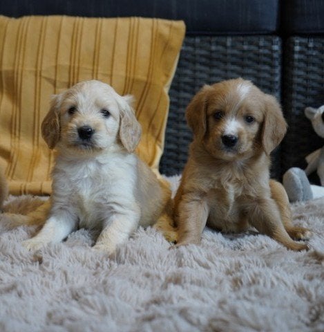 Mooie kruising labradoodle pups, lang en kortharig., Nederland, Parvo, Overige rassen, 8 tot 15 weken