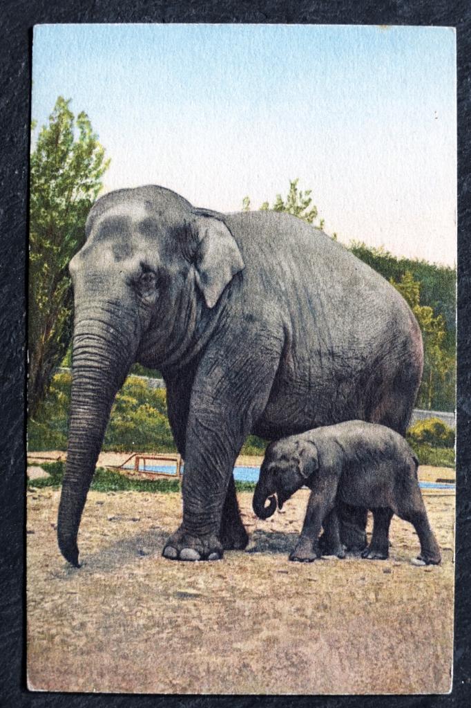 Mama olifant met baby olifant, Verzenden, 1920 tot 1940, Ongelopen, Wild dier
