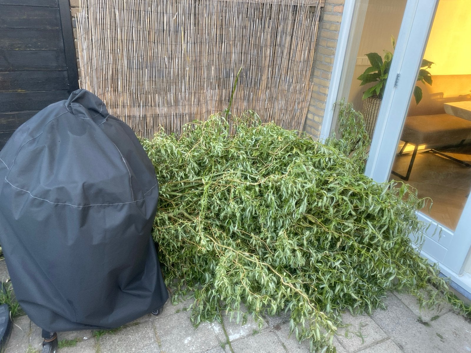 Verse Wilgentakken - Decoratie of Steunmateriaal, Tuin en Terras, Planten | Bomen, Overige soorten, 250 tot 400 cm, Volle zon
