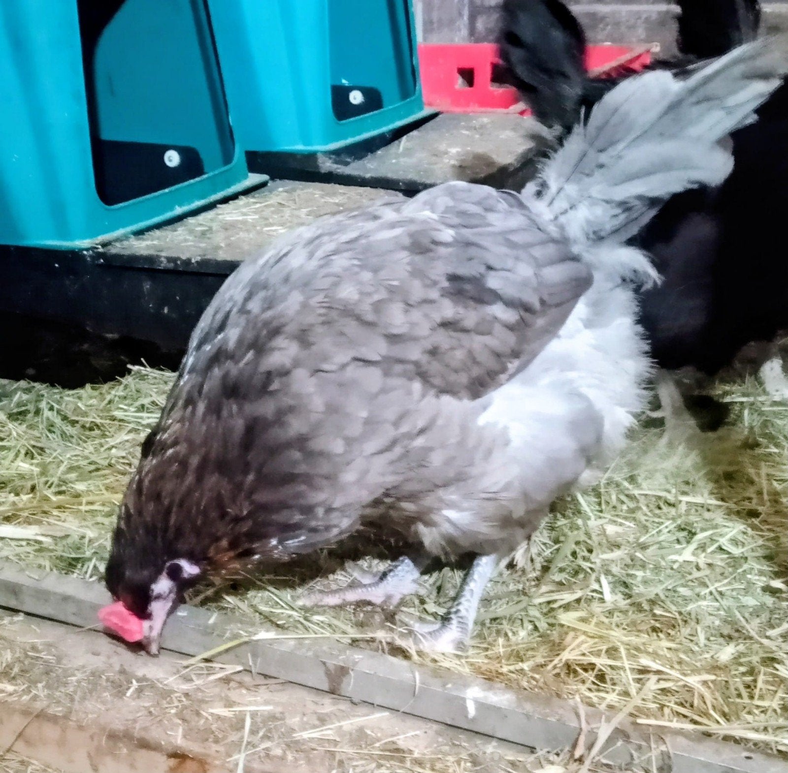 Nog een aantal kleur leggers hennen 13 wkn oud, Dieren en Toebehoren, Pluimvee, Vrouwelijk, Kip