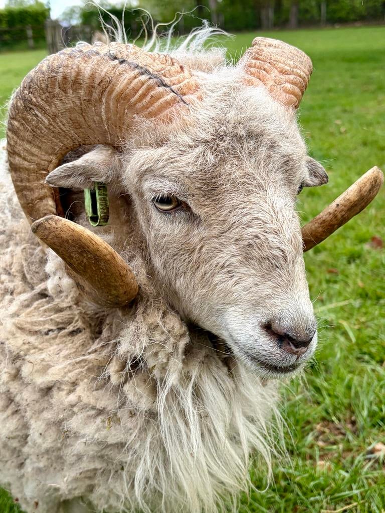 Ouessant ram met stamboom., Dieren en Toebehoren, Schapen, Geiten en Varkens, Mannelijk, Schaap