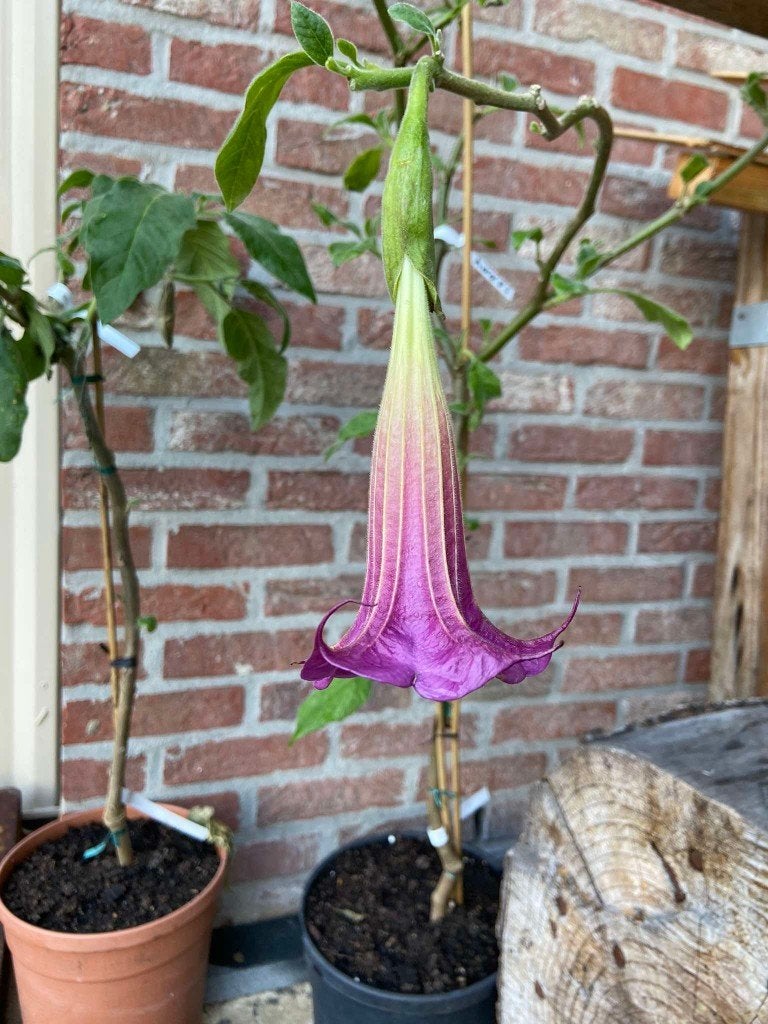Brugmansia: Kleurrijke en geurende engelentrompetten, Overige soorten, Volle zon, Vaste plant, Ophalen of Verzenden