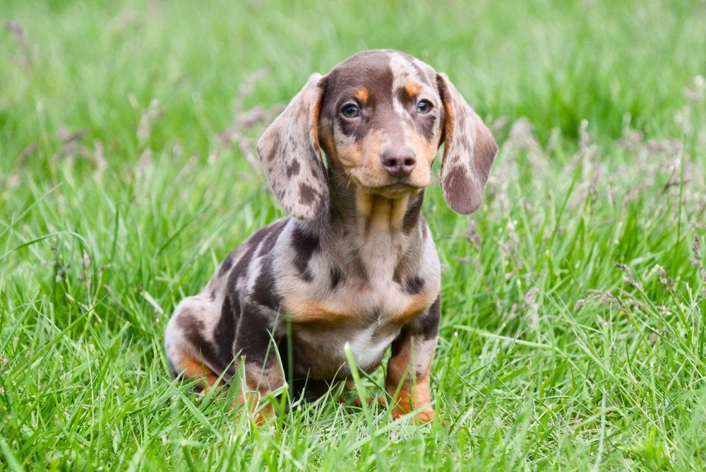 Kortharige Teckel pups te koop (dwerg), 15 weken tot 1 jaar, Dwerg, Parvo, Meerdere